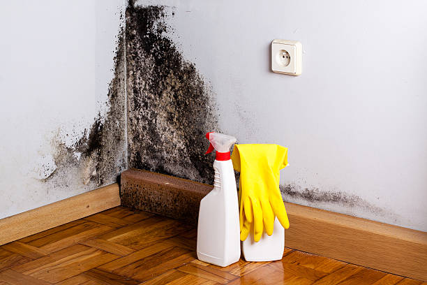 Best Attic Mold Remediation in Santa Clara, OR